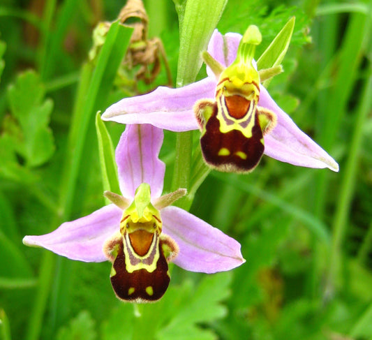🐝Редките семена Ophrys Apifera (Смееща се пчелна орхидея)
