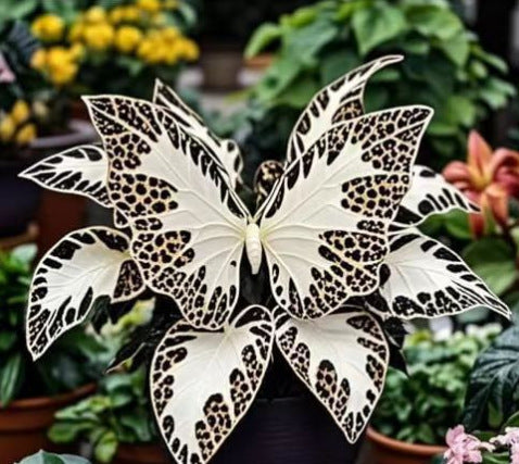 🦋Семена от пеперуда Гераниум